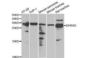Western blot analysis of extracts of various cell lines, using DHRS9 antibody. (DHRS9 抗体)