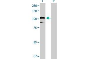 Western Blot analysis of RALBP1 expression in transfected 293T cell line by RALBP1 MaxPab polyclonal antibody. (RALBP1 抗体  (AA 1-655))