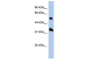 Tetraspanin 33 antibody used at 1 ug/ml to detect target protein. (TSPAN33 抗体  (Middle Region))