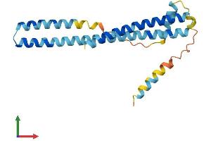 AlphaFold protein structure predicition of Mouse Recombinant Chmp1a Protein, UniprotID Q921W0