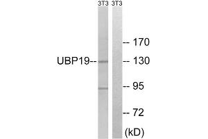 Western blot analysis of extracts from 3T3 cells, using USP19 antibody. (USP19 抗体  (Internal Region))