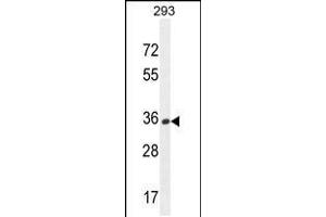 Western blot analysis in 293 cell line lysates (35ug/lane). (OR10H1 抗体  (C-Term))