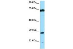 Image no. 1 for anti-Phosphomannomutase 2 (PMM2) (AA 120-169) antibody (ABIN6748475) (PMM2 抗体  (AA 120-169))