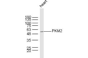 Mouse heart lysates probed with PKM2 Polyclonal Antibody, unconjugated  at 1:300 overnight at 4°C followed by a conjugated secondary antibody at 1:10000 for 60 minutes at 37°C. (PKM2 抗体  (AA 255-350))