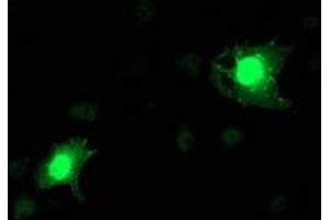 Immunofluorescence (IF) image for anti-N-Acyl Phosphatidylethanolamine phospholipase D (NAPEPLD) antibody (ABIN1499647) (NAPEPLD 抗体)