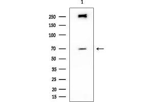anti-HNF1 Homeobox A (HNF1A) (Internal Region) antibody