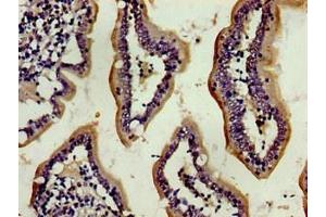Immunohistochemistry of paraffin-embedded human small intestine tissue using ABIN7154035 at dilution of 1:100 (ENPEP 抗体  (AA 719-949))