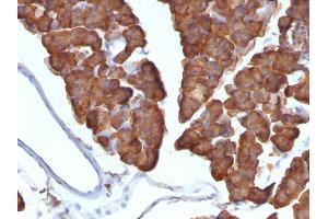 Formalin-fixed, paraffin-embedded Mouse Pancreas stained with ODC1 Monoclonal Antibody (ODC1/487) (ODC1 抗体)