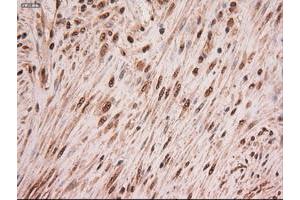 Image no. 2 for anti-Myc Proto-Oncogene protein (MYC) antibody (ABIN1497012) (c-MYC 抗体)