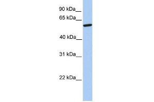 Western Blot showing ZNF284 antibody used at a concentration of 1-2 ug/ml to detect its target protein. (ZNF284 抗体  (Middle Region))