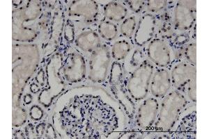 Immunoperoxidase of monoclonal antibody to ZNF266 on formalin-fixed paraffin-embedded human kidney. (ZNF266 抗体  (AA 274-346))