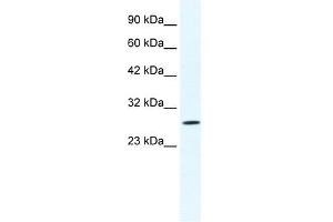 CLIC1 antibody used at 1. (CLIC1 抗体  (N-Term))