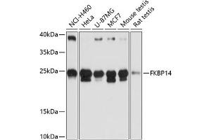 Western blot analysis of extracts of various cell lines, using FKBP14 antibody (ABIN6127902, ABIN6140649, ABIN6140650 and ABIN6217140) at 1:3000 dilution. (FKBP14 抗体  (AA 20-211))
