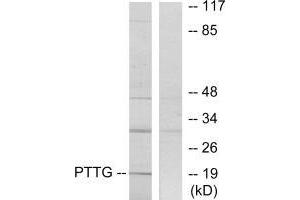 Western blot analysis of extracts from RAW264. (PTTG1IP 抗体  (C-Term))