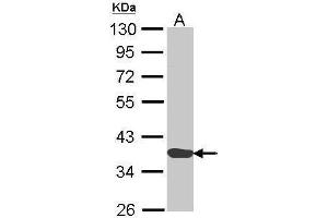 WB Image Sample (30 ug of whole cell lysate) A: H1299 10% SDS PAGE antibody diluted at 1:1000 (Annexin a1 抗体)