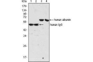 Western blot analysis using IgG mouse mAb (lane 1, 2) and Albumin mouse mAb (lane 3, 4) against human serum (lane 1, 3) and plasma (lane 2, 4). (小鼠 anti-人 IgG (Heavy & Light Chain) Antibody)