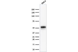 Western Blot Analysis of human HeLa cell lysate using Cytokeratin 7 Rabbit Monoclonal Antibody (KRT7/1499R). (Cytokeratin 7 抗体)