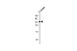 Western blot analysis of lysate from human ovary tissue lysate, using GNRHR Antibody (N-term) (ABIN1539410 and ABIN2849810). (GNRHR 抗体  (N-Term))