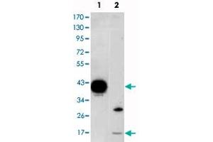 Western blot analysis using FABP2 monoclonal antibody, clone 9A9B7B3  against FABP2-hIgGFc transfected HEK293 (1) cell lysate and LoVo (2) cell lysate. (FABP2 抗体)