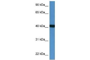 Western Blot showing PTER antibody used at a concentration of 1 ug/ml against Fetal Heart Lysate (PTER 抗体  (N-Term))