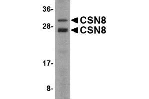 Western Blotting (WB) image for anti-COP9 Signalosome Subunit 8 (COPS8) (C-Term) antibody (ABIN1030346) (COPS8 抗体  (C-Term))