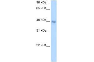 WB Suggested Anti-DLX5 Antibody Titration:  0. (DLX5 抗体  (Middle Region))