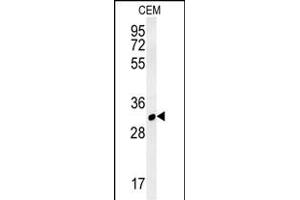RSRC1 Antibody (Center) (ABIN6243569 and ABIN6577315) western blot analysis in CEM cell line lysates (35 μg/lane). (RSRC1 抗体  (AA 139-169))