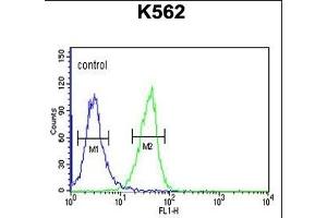 IN80B Antibody (Center) (ABIN651030 and ABIN2840042) flow cytometric analysis of K562 cells (right histogram) compared to a negative control cell (left histogram). (INO80B 抗体  (AA 146-174))