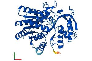 Protein Structure (PS) image for UDP-Galactose-4-Epimerase (GALE) (AA 1-347) protein (His tag) (ABIN7559616)