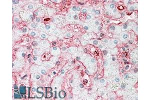 ABIN1590133 (5µg/ml) staining of paraffin embedded Human Liver. (Stomatin 抗体  (N-Term))
