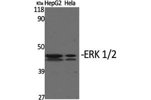 Western Blotting (WB) image for anti-Mitogen-Activated Protein Kinase 1/3 (MAPK1/3) (Thr202) antibody (ABIN5960943) (ERK1/2 抗体  (Thr202))