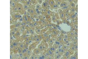 Used in DAB staining on fromalin fixed paraffin- embedded Kidney tissue