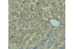Used in DAB staining on fromalin fixed paraffin- embedded Kidney tissue (PTGFRN 抗体  (AA 22-263))