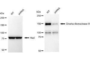 Western blotting analysis using Drosha ribonuclease III antibody (ABIN7798389).