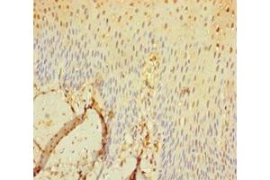 Immunohistochemistry of paraffin-embedded human tonsil tissue using ABIN7169607 at dilution of 1:100 (SEC11C 抗体  (Catalytic Subunit))