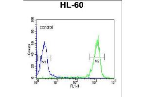 Flow cytometric analysis of HL-60 cells (right histogram) compared to a negative control cell (left histogram). (PATL1 抗体  (C-Term))