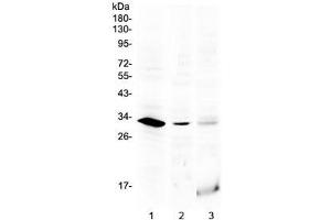 Western blot testing of 1) rat testis, 2) mouse testis and 3) human MCF7 lysate with HOXB1 antibody at 0. (HOXB1 抗体  (AA 176-220))
