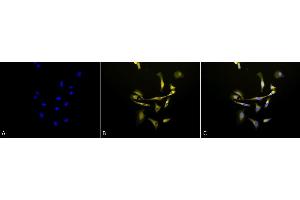Immunocytochemistry/Immunofluorescence analysis using Rabbit Anti-Hsp90 beta Polyclonal Antibody (ABIN361850 and ABIN361849).