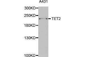 Western blot analysis of extracts of A-431 cells, using TET2 antibody. (TET2 抗体)