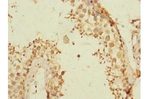 Immunohistochemistry of paraffin-embedded human testis tissue using ABIN7171814 at dilution of 1:100 (TEX43 抗体  (AA 1-134))