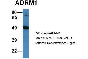 Human 721_B; Host:Rabbit. (ADRM1 抗体  (C-Term))