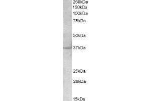 ABIN2564616 (2µg/ml) staining of Cerebral Cortex ysate (35µg protein in RIPA buffer). (PLK5 抗体  (AA 309-322))