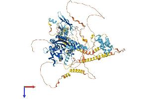 KIF1C Protein (AA 1-1103) (His tag)