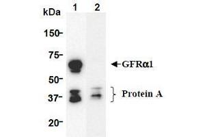 Western Blotting (WB) image for anti-GDNF Family Receptor alpha 1 (GFRA1) (AA 24-440), (Extracellular Domain) antibody (ABIN1449286)