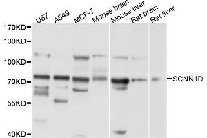 Western blot analysis of extracts of various cell lines, using SCNN1D antibody (ABIN4905100) at 1:1000 dilution. (SCNN1D 抗体)