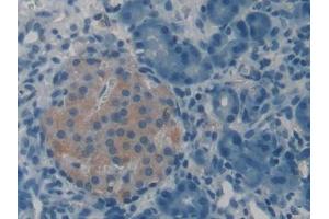 DAB staining on IHC-P; Samples: Rat Pancreas Tissue (VGF 抗体  (AA 330-449))