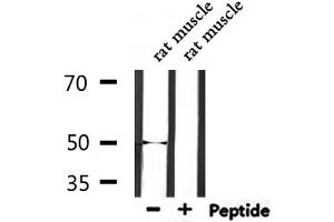 Western blot analysis of extracts from rat muscle, using EEF1A2 Antibody. (EEF1A2 抗体  (Internal Region))