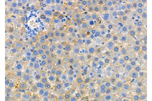 ABIN6260061 and ABIN6279142 at 1/100 staining Rat liver tissue by IHC-P. (Arylsulfatase H 抗体  (C-Term))