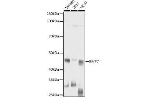 Western blot analysis of extracts of various cell lines, using BMP7 antibody (ABIN3021108, ABIN3021109, ABIN3021110 and ABIN6213955) at 1:1000 dilution. (BMP7 抗体  (AA 132-431))