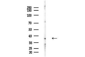 Western blot analysis of lysates from Mouse liver, using OBCAM Antibody at 1/1000 dilution.
